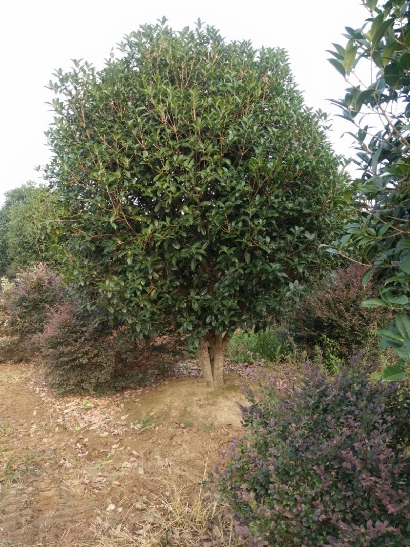 精品桂花3米，3.5米桂花树苗盆栽浓香型花卉绿植