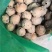 没食子无食子没石子