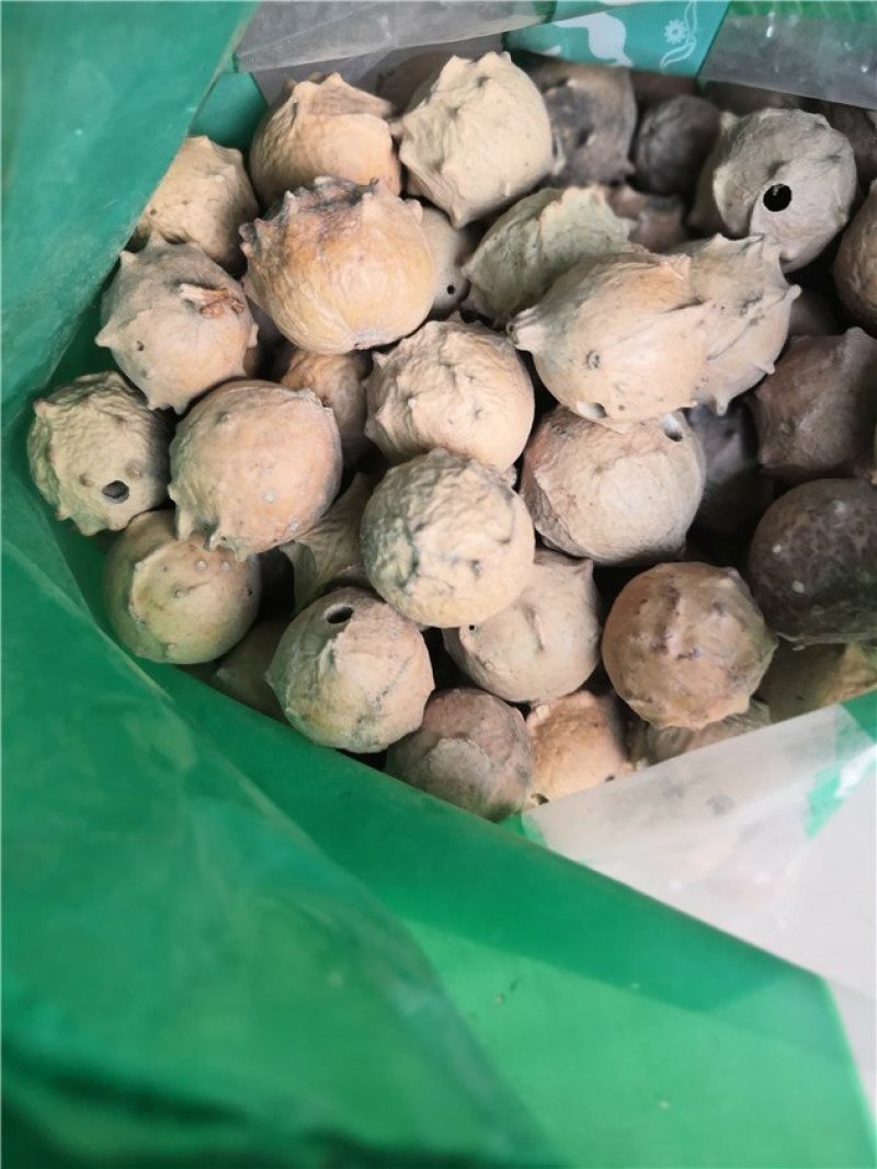 没食子无食子没石子