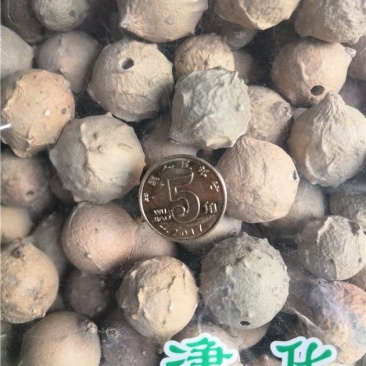 没食子无食子没石子