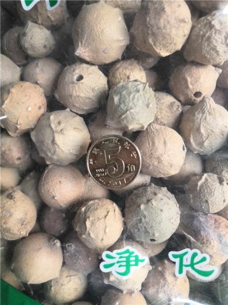 没食子无食子没石子