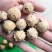 没食子无食子没石子