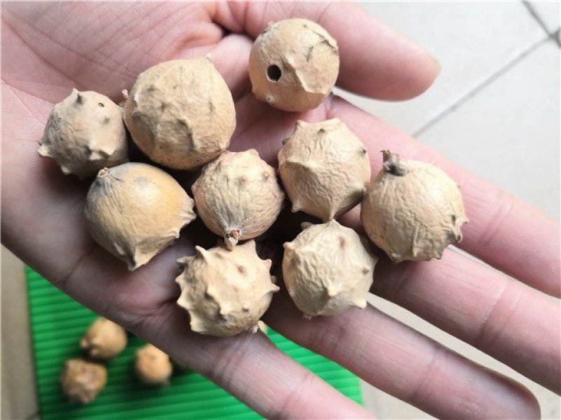 没食子无食子没石子