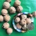 没食子无食子没石子
