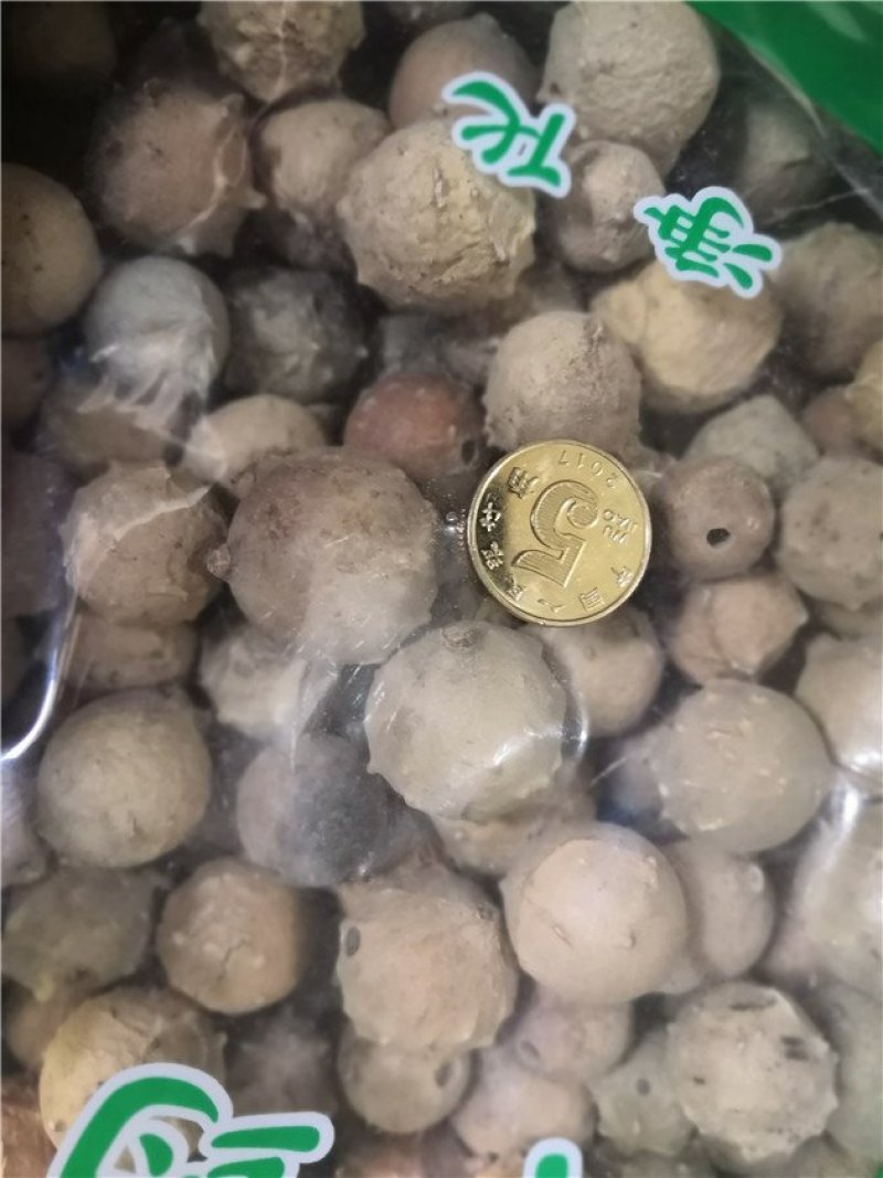 没食子无食子没石子