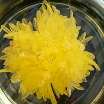 金丝黄菊