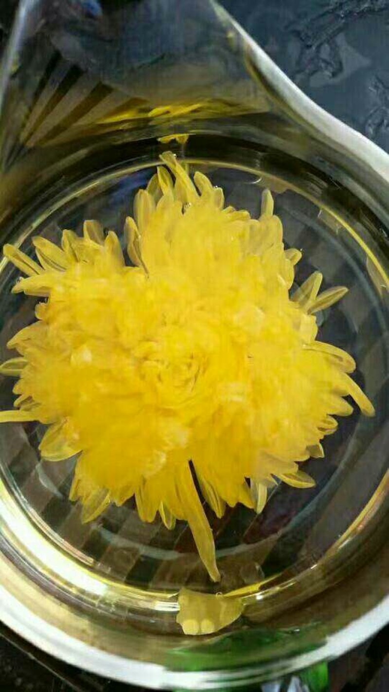 金丝黄菊