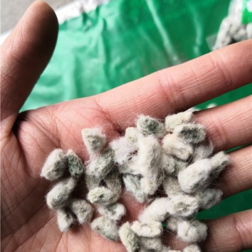 棉籽