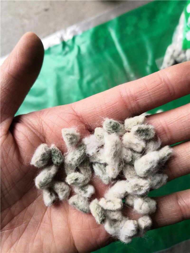 棉籽