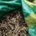 刺嫩芽种子催芽实验完成，放心购买。都是新种子