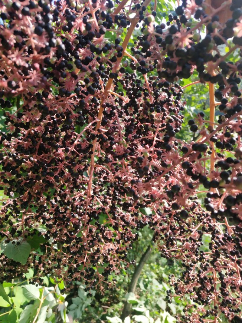 刺嫩芽种子催芽实验完成，放心购买。都是新种子