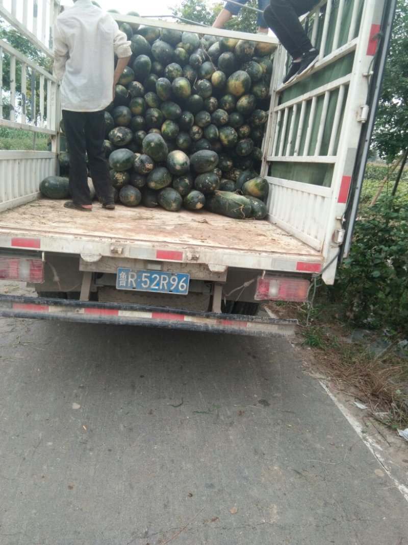 优质精品冬瓜，肉多口感
