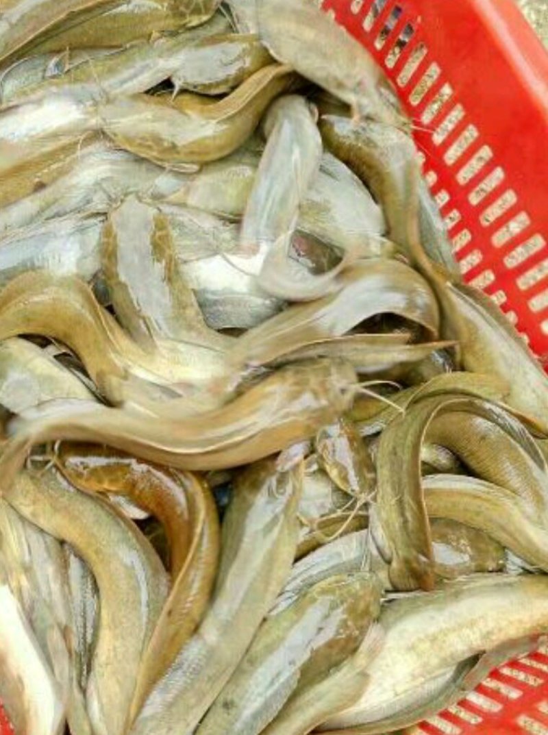 胡子鲶