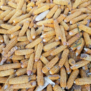 玉米棒槌大量上货，量大从优