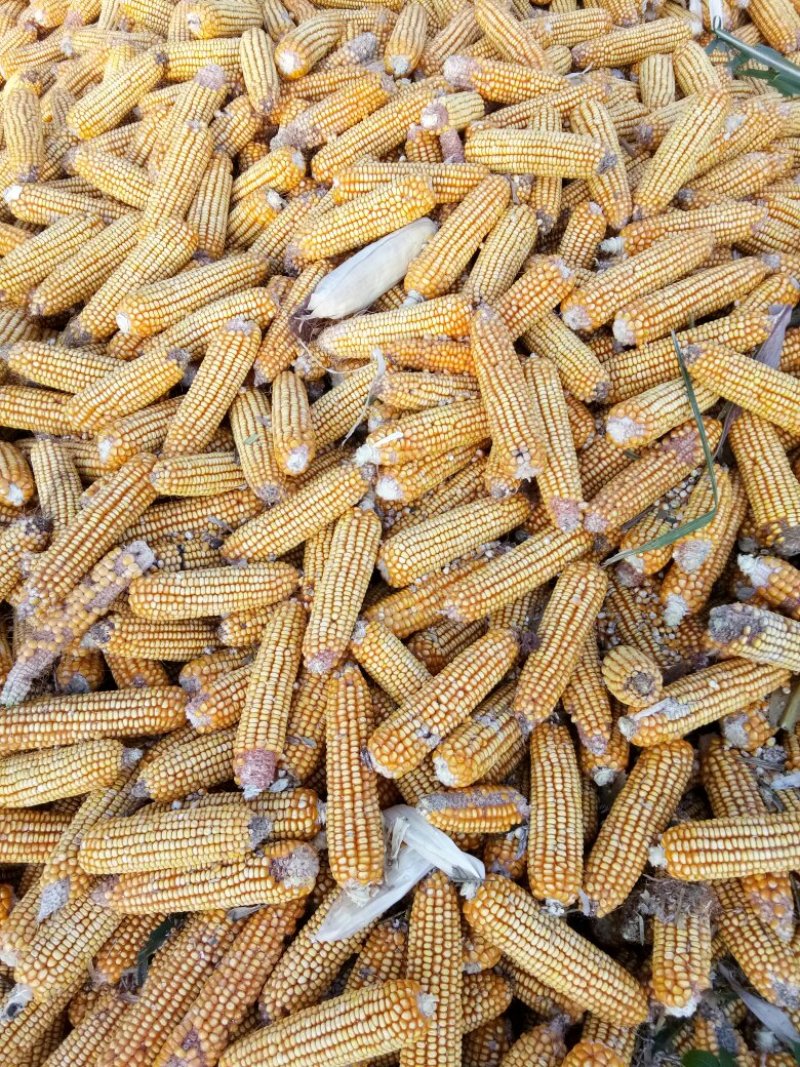 玉米棒槌大量上货，量大从优