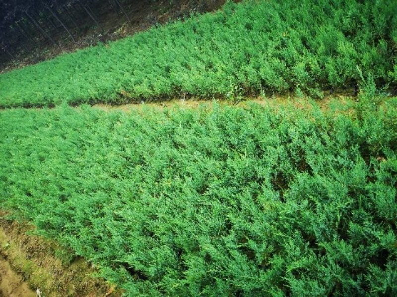 沙地柏