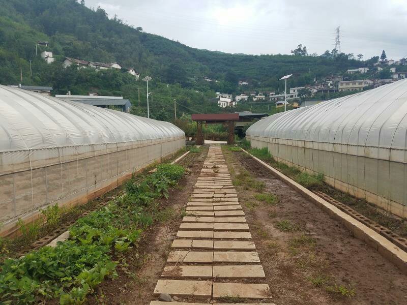 昭通市鲁甸县50亩草莓农庄园地转让