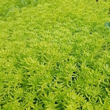 佛甲草房顶绿化1元一斤隔热护坡四季常青基地直发