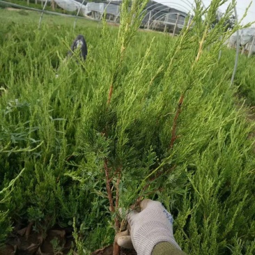 龙柏基地直供量大从优