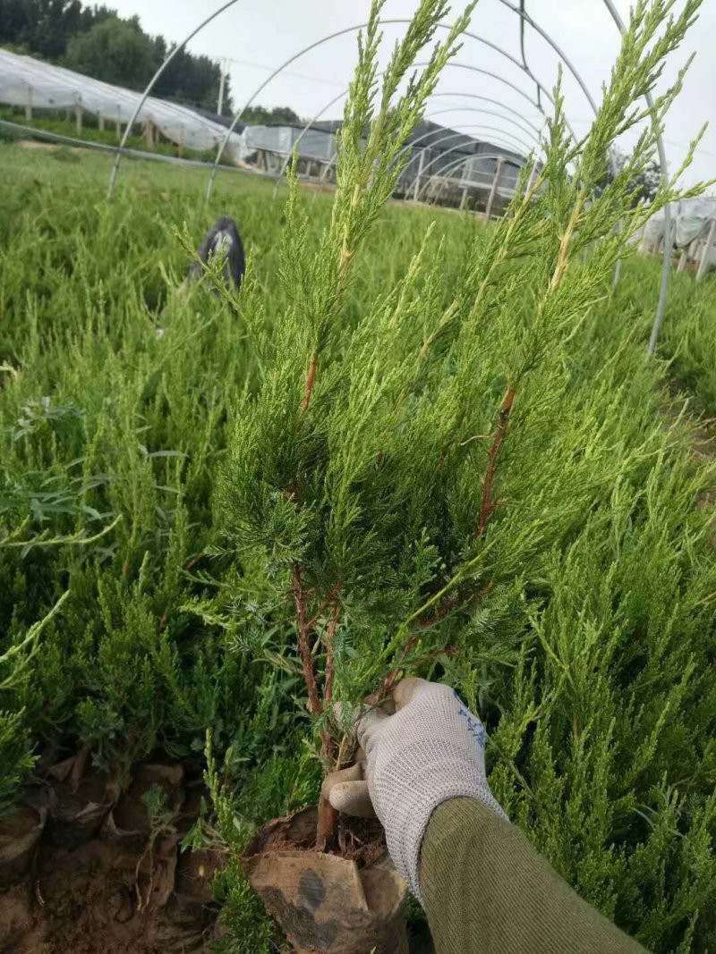 龙柏基地直供量大从优