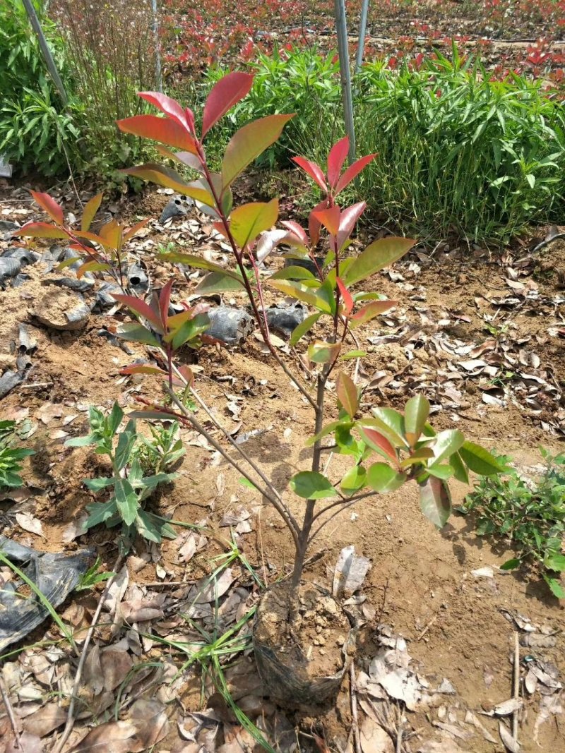 红叶石楠，高度40到60公分