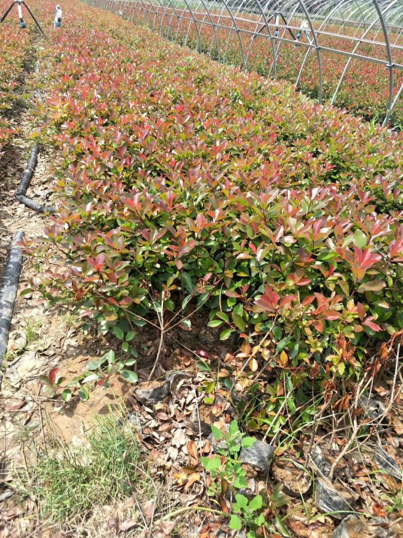 红叶石楠，高度40到60公分