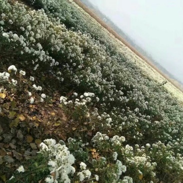 杭白菊
