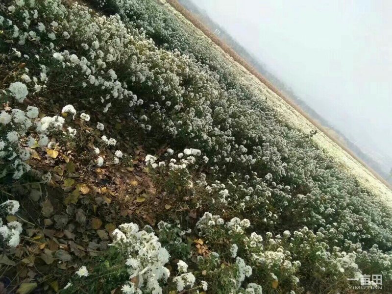 杭白菊