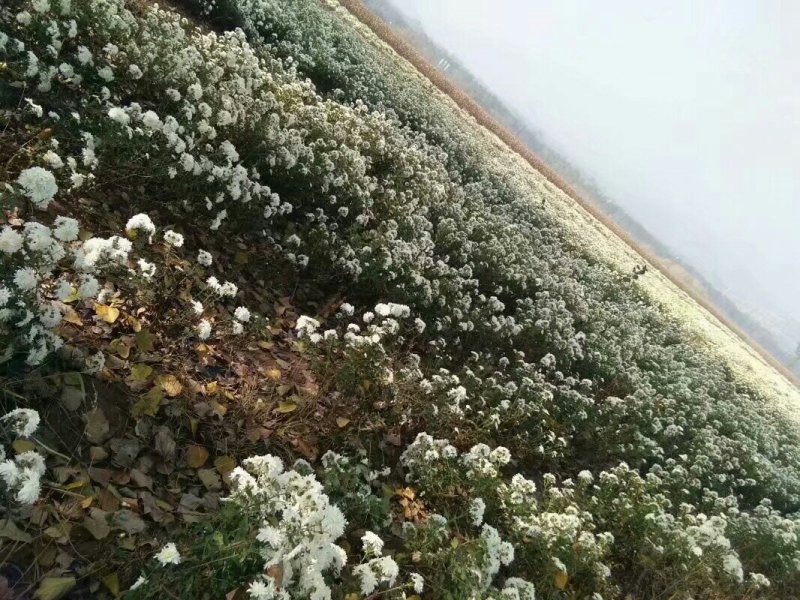 杭白菊
