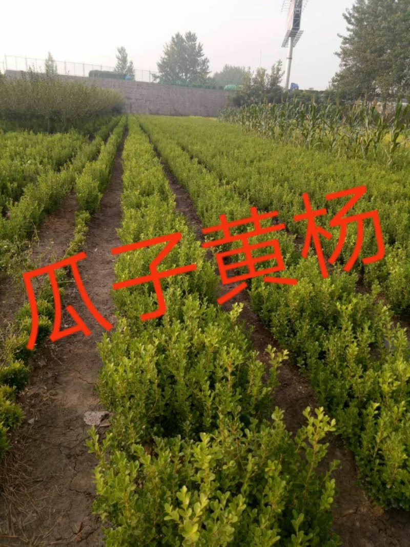 瓜子黄杨，高度30到50公分