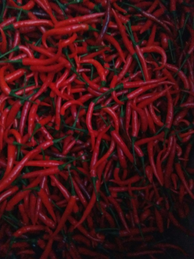 小米椒
