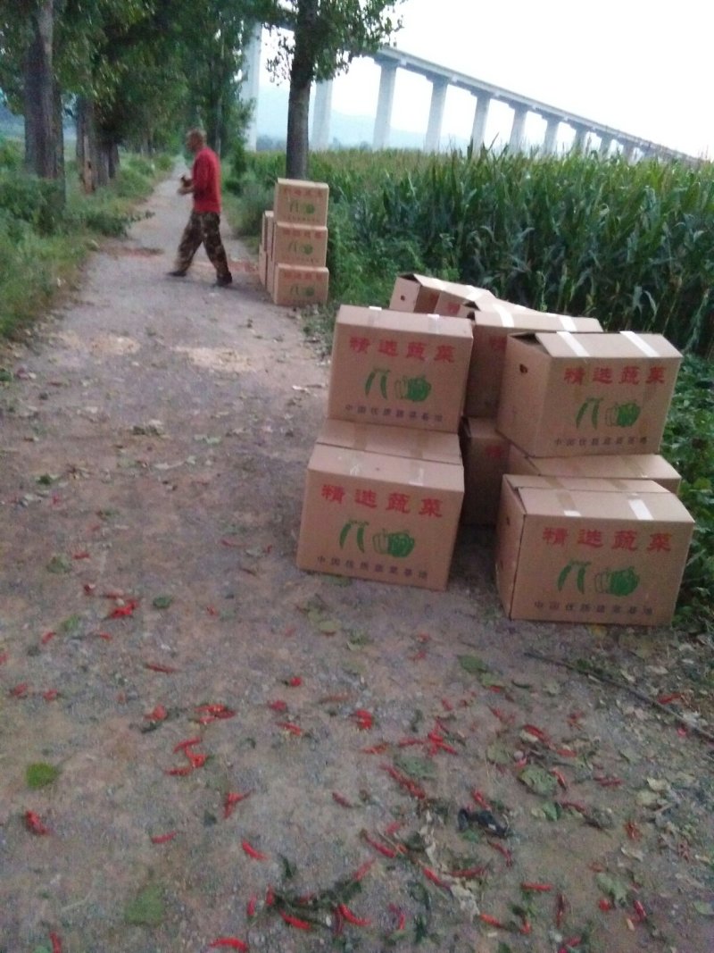 小米椒