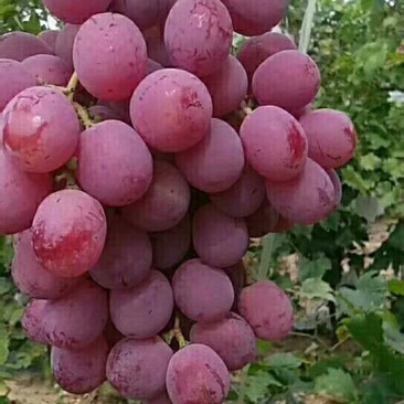 太睦红提