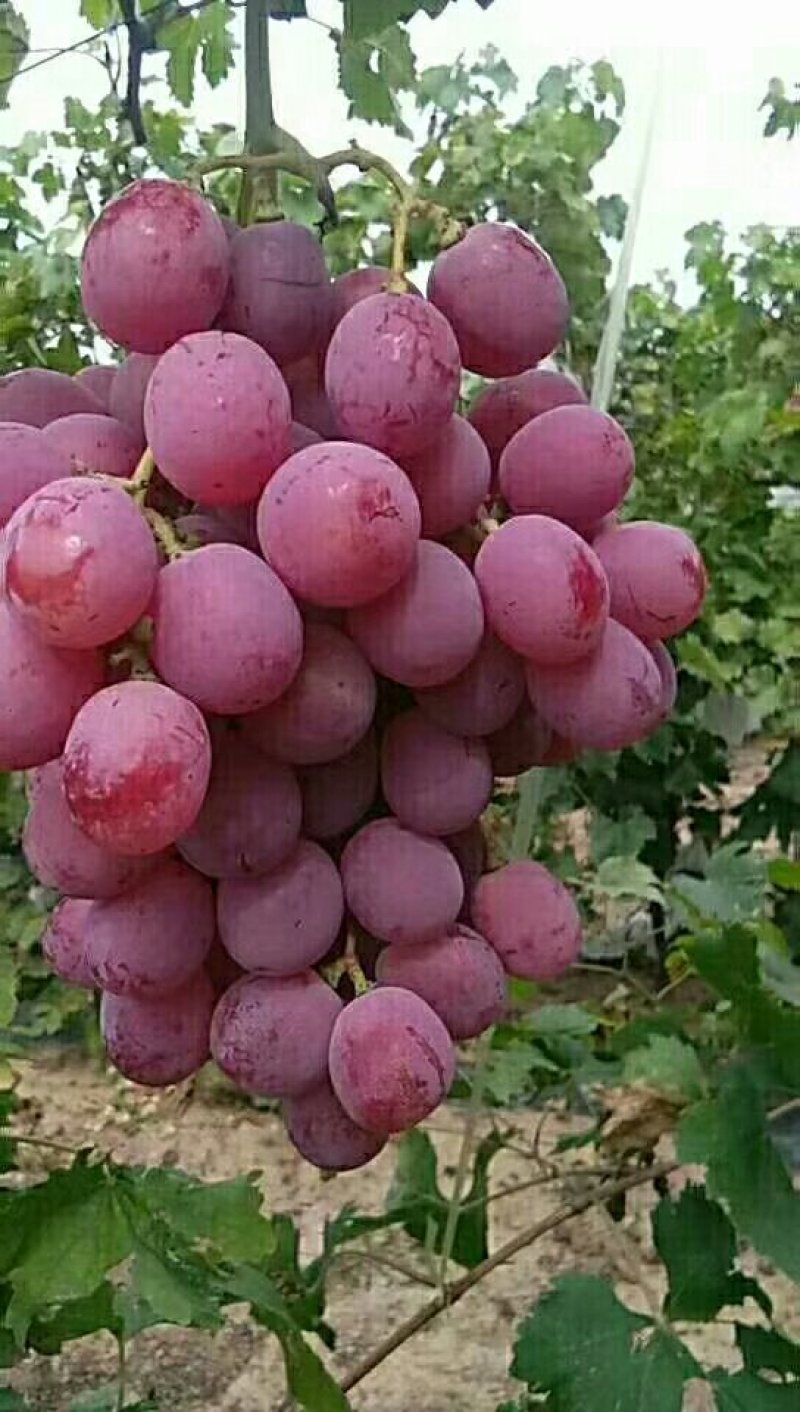 太睦红提