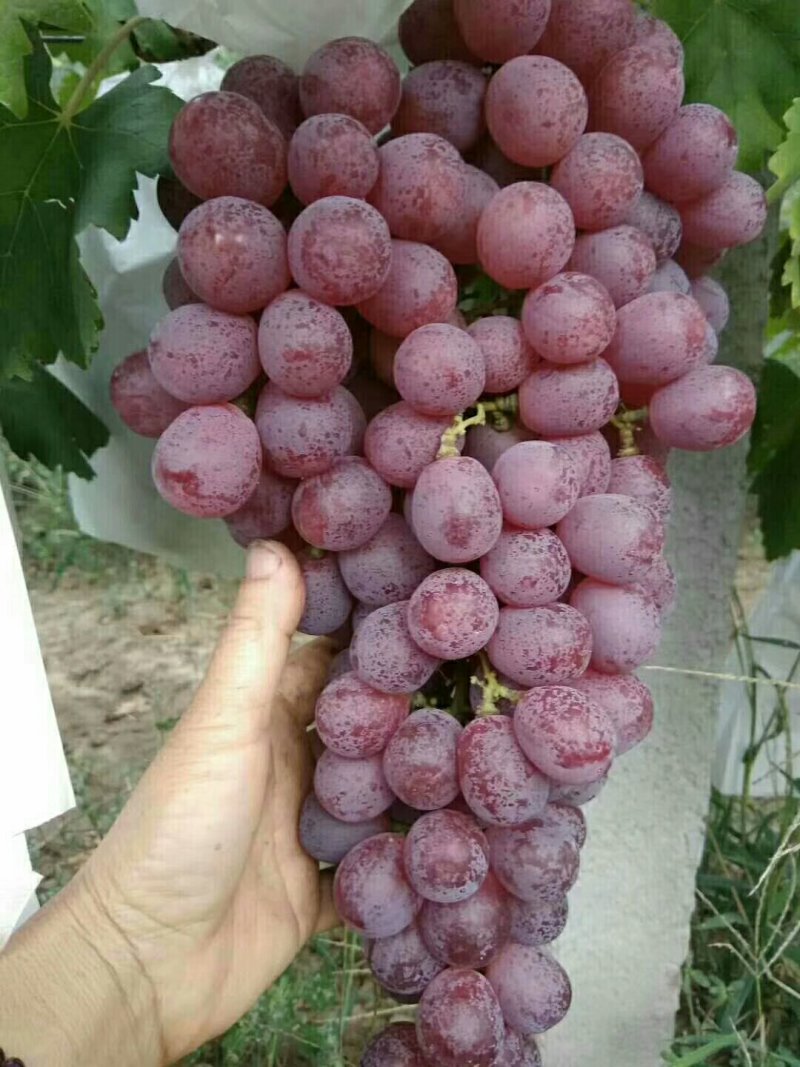 太睦红提