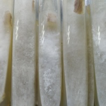蘑菇种子，菌种，食用菌菌种，母种羊肚菌母种