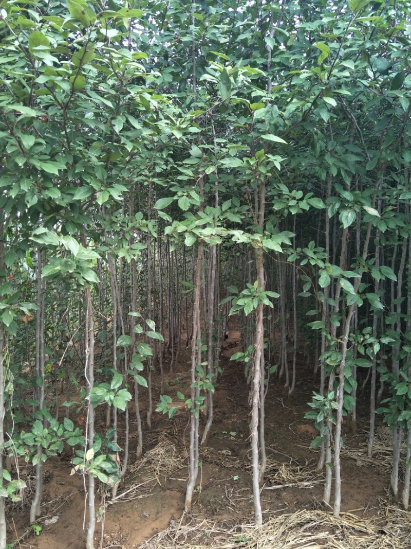 北美海棠，西府海棠，垂丝海棠，绚丽海棠，沂蒙垂丝海棠，