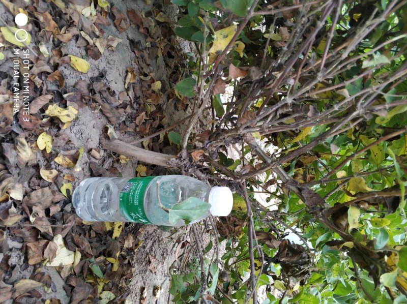 丰产期金银花苗