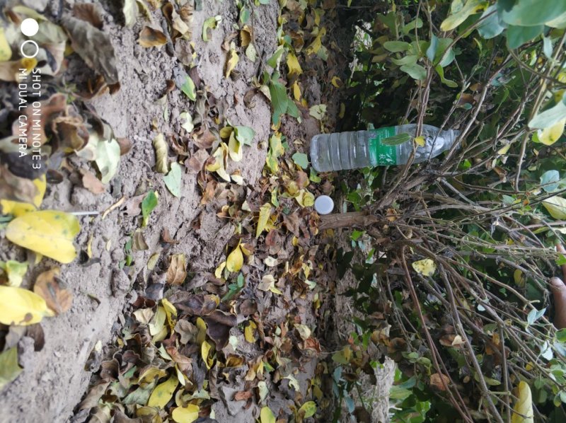 丰产期金银花苗