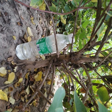 丰产期金银花苗