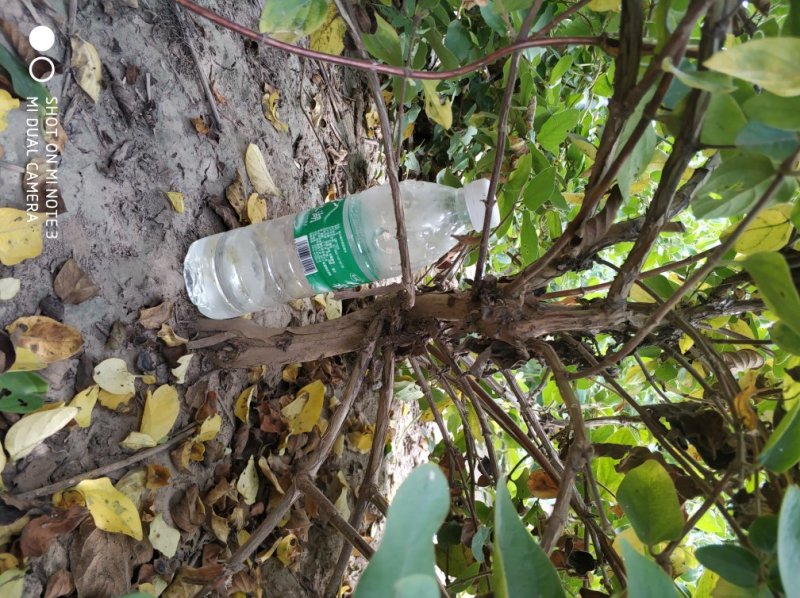 丰产期金银花苗