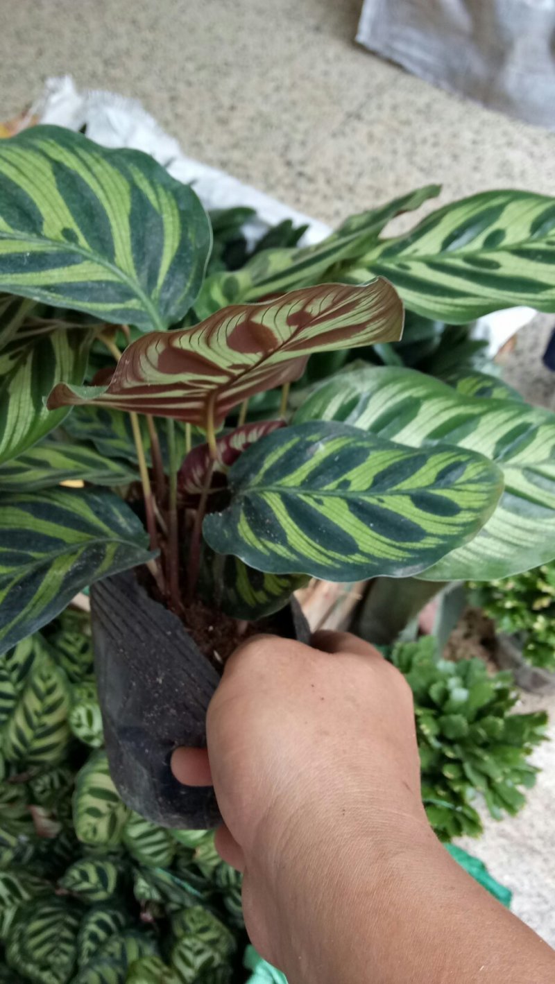 多肉植物