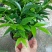 多肉植物