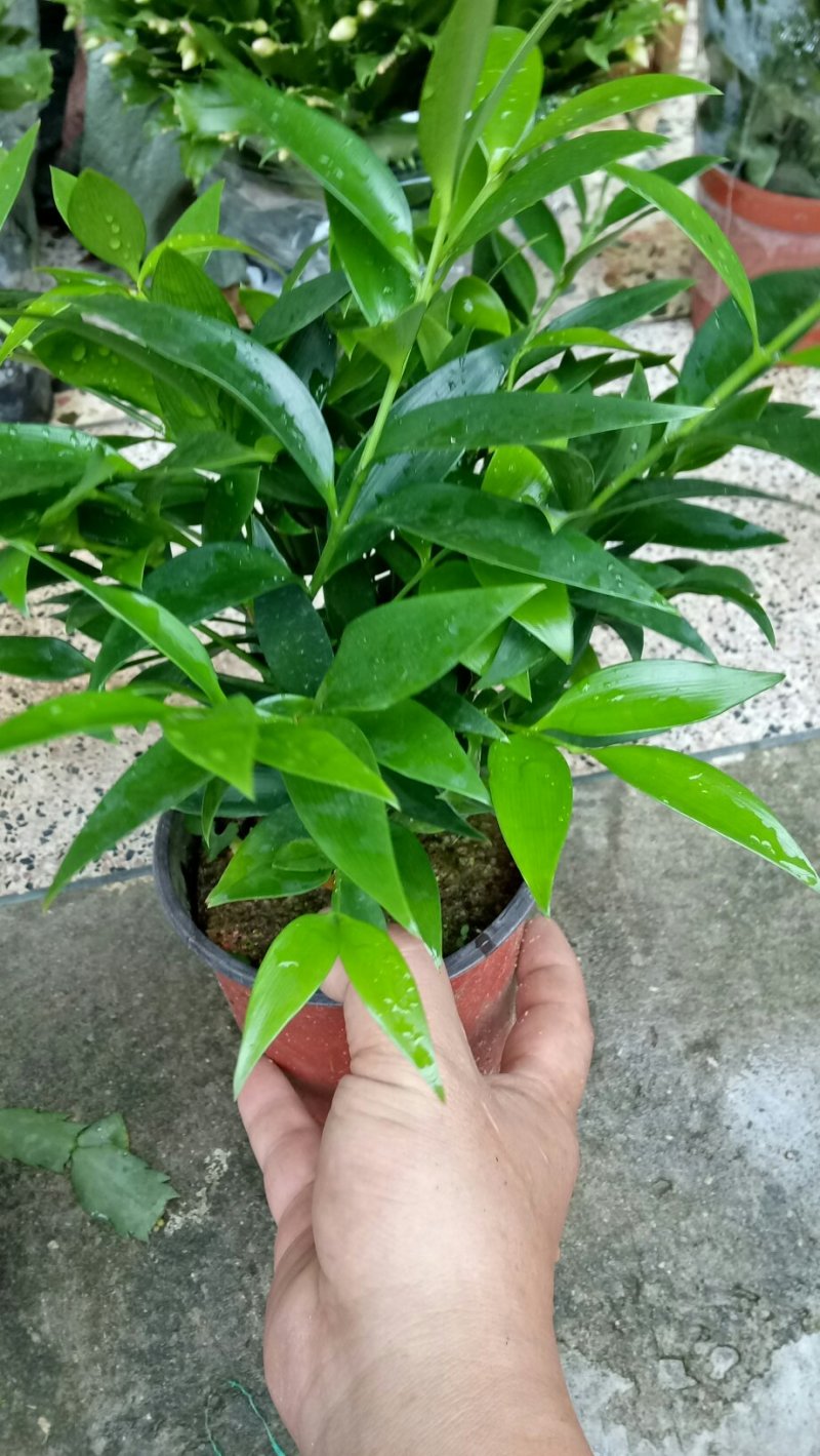 多肉植物