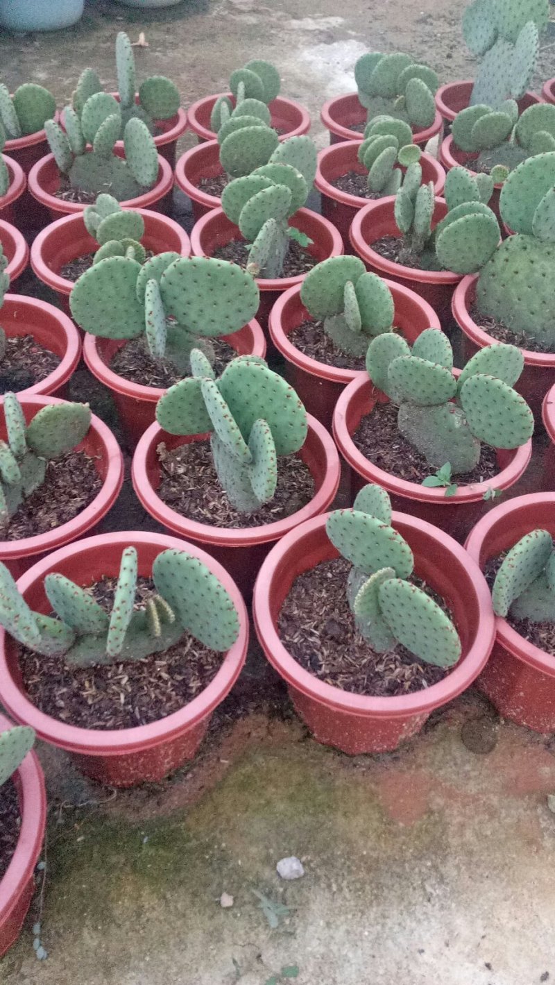 多肉植物