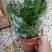 多肉植物