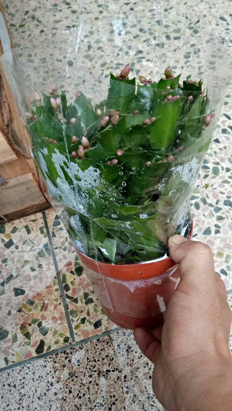 多肉植物