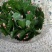 多肉植物