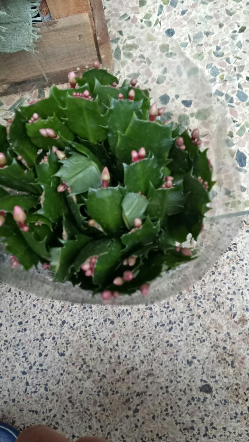 多肉植物