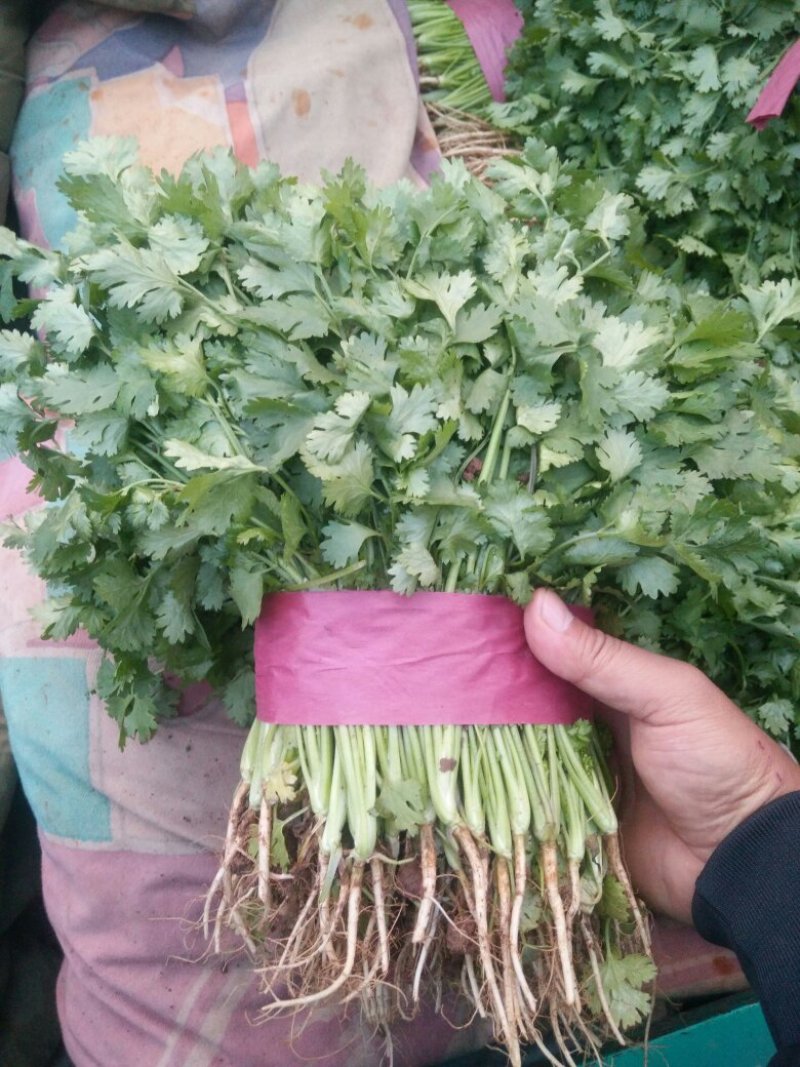 精品河北香菜全国发货基地直销货源充足可视频看货量大从优
